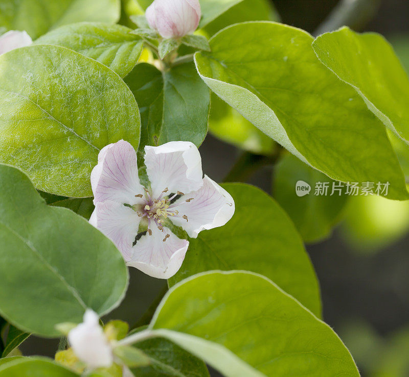 木瓜春天开花(Cydonia oblonga)